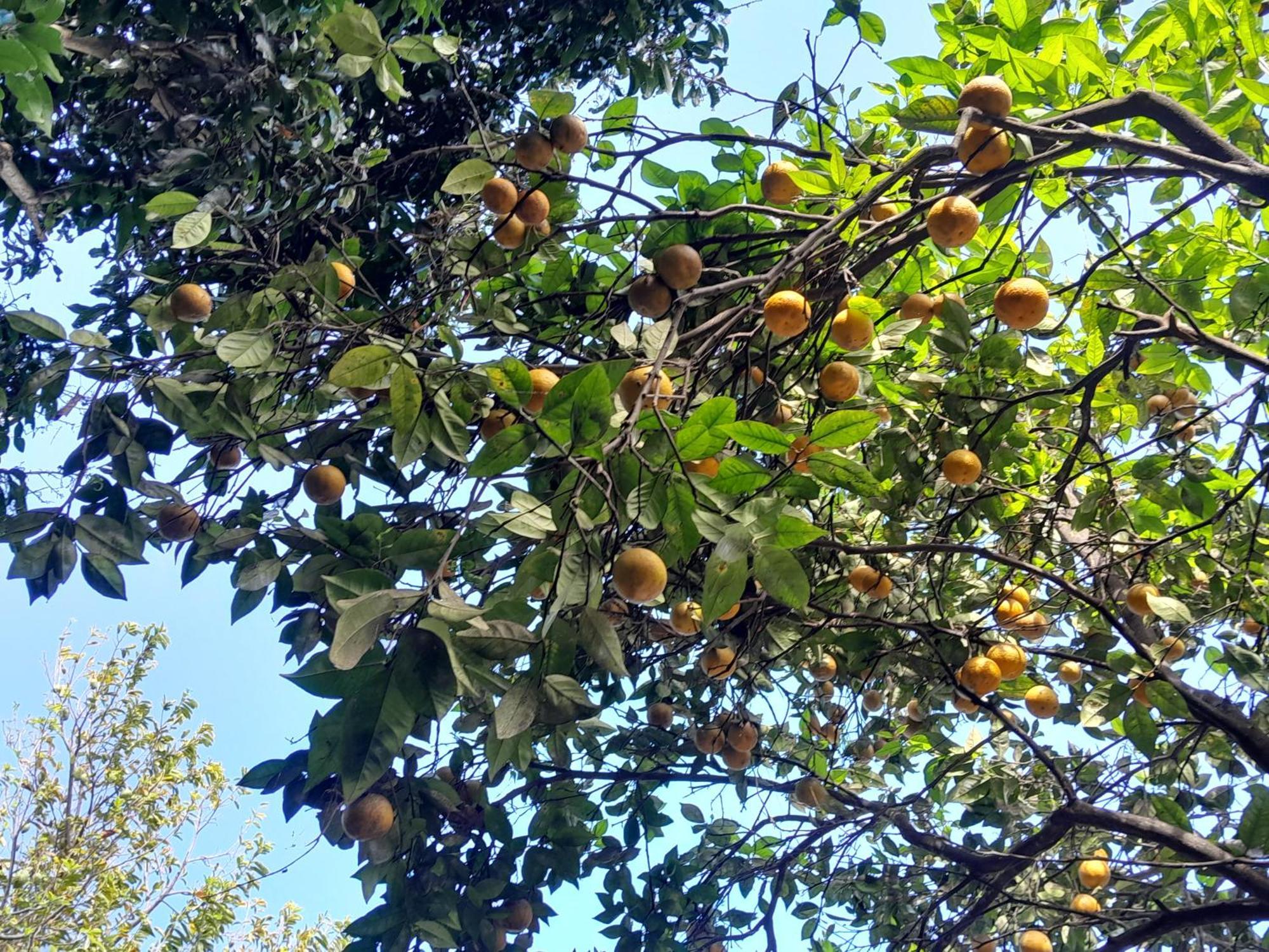 Ti Kaz Kafe - Charmante Case Creole Independante A St Leu Saint-Leu Εξωτερικό φωτογραφία